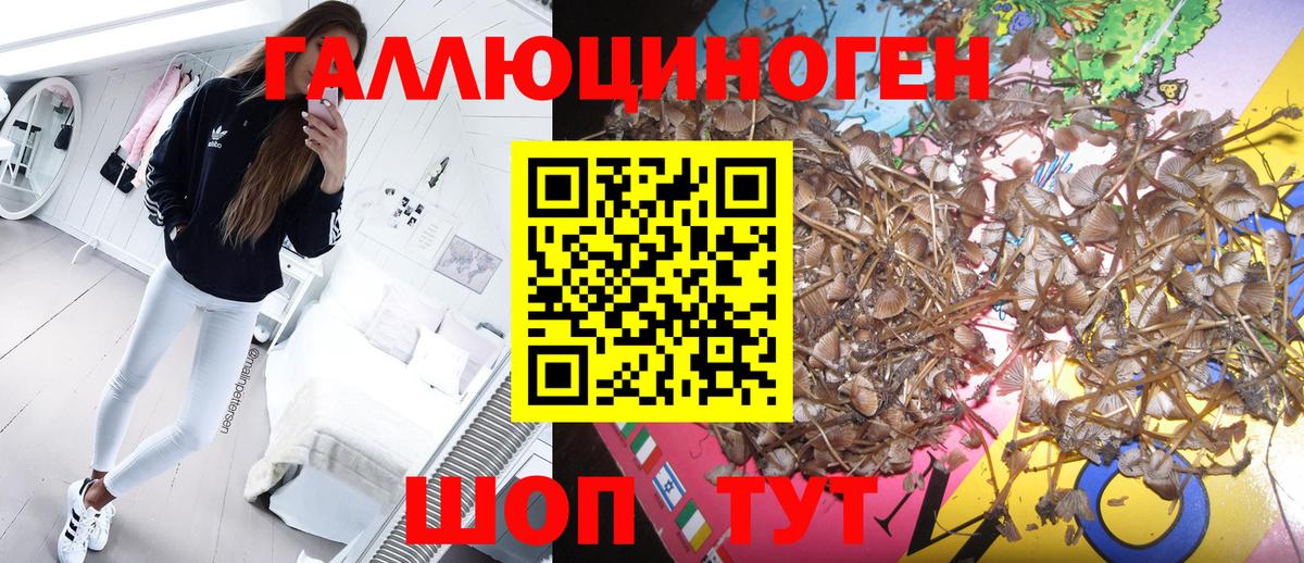 Псилоцибиновые грибы Cubensis Белогорск